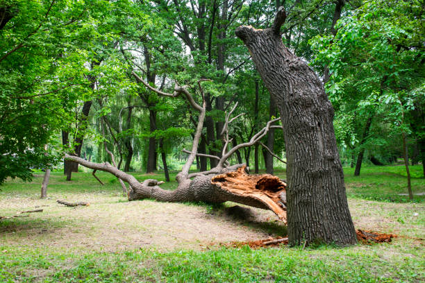 Best Root Management and Removal  in Lexington, SC