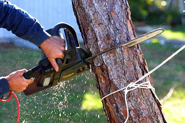 Professional Tree Care in Lexington, SC