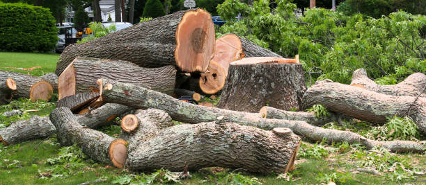 Best Leaf Removal  in Lexington, SC